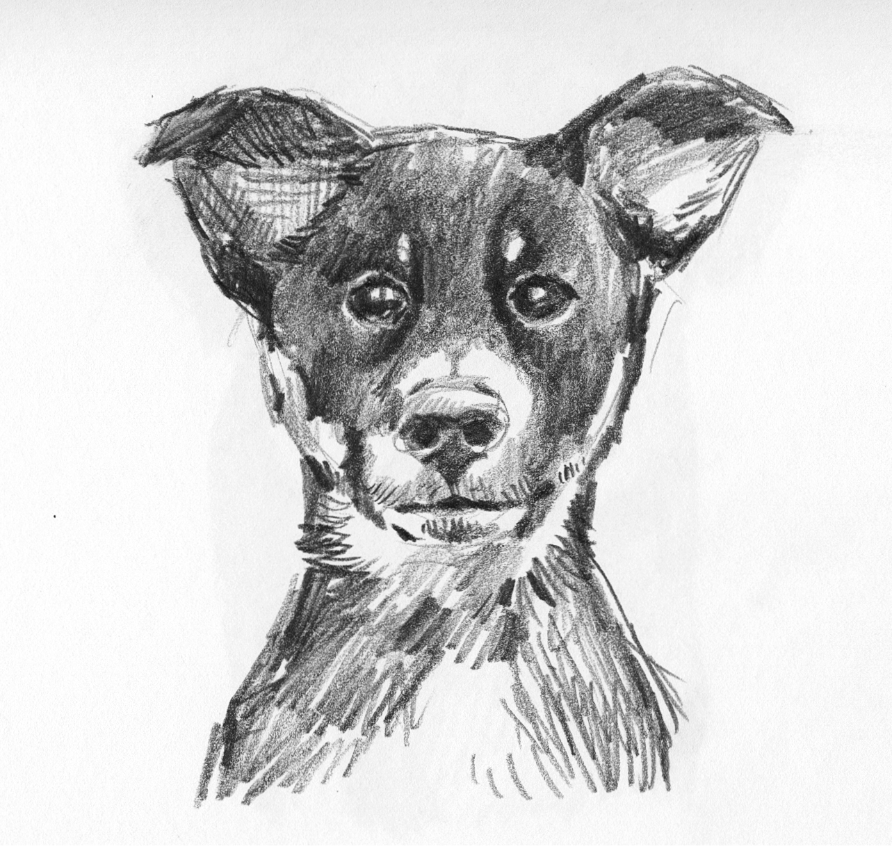 Dog sketch 1