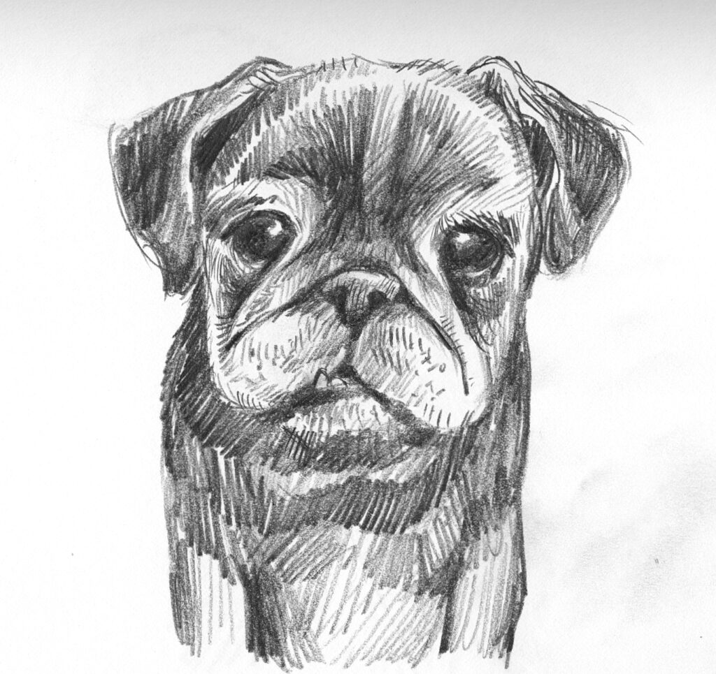 Pug sketch