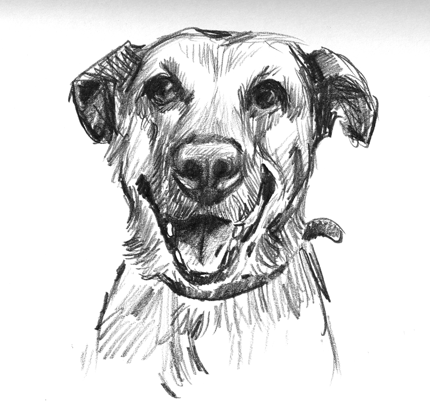 Dog sketch 3